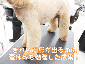 ２年生のトリミング実習♪